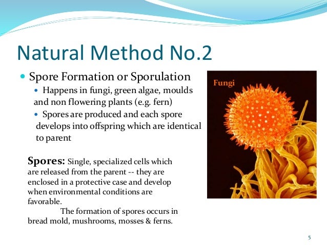 Plants reproduce asexually examples of letters Plants reproduce asexually examples of letters
